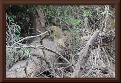 Tigerreiher (Tigrisoma lineatum)