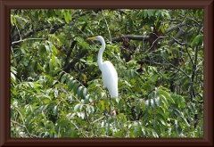 Silberreiher (Ardea alba)