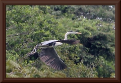 Cocoi-Reiher (Ardea cocoi)