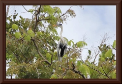 Cocoi-Reiher (Ardea cocoi)