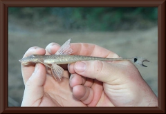 Limatulichthys griseus