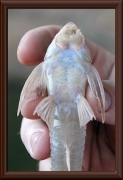 Limatulichthys griseus