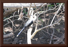 Schlangenhalsvogel