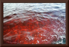 Braunes Wasser, ...