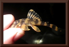 Zonancistrus sp. "L 52"