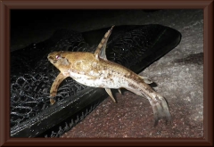 Ein Dornwels (Amblydoras bolivarensis)
