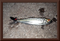 Bryconops sp.
