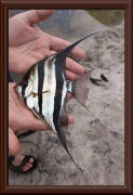 Pterophyllum altum