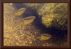 Mesonauta insignis
