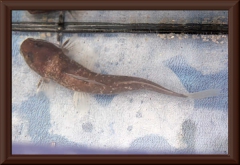 Heptatperidae sp.