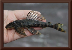 Zonancistrus sp. "L 52"