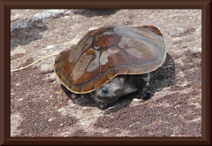 Wasserschildkröte (sp. "kolumbianisches Haustier" - hinten an der Schnur zu erkennen )