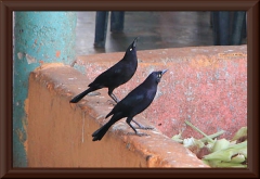 Trauergrackel (Quiscalus lugubris)