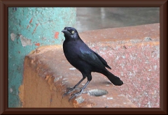 Trauergrackel (Quiscalus lugubris)