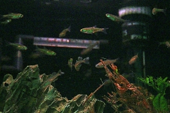 20141108_Welsladen_13