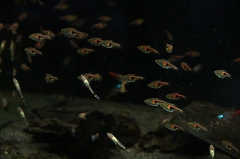 20141108_Welsladen_22