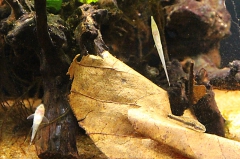 20141108_Welsladen_28