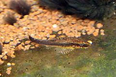 Otothyropsis piribebuy