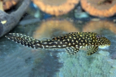 Hypostomus regani