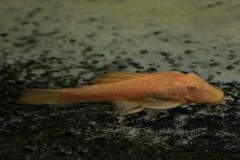 Ancistrus sp. "gold"