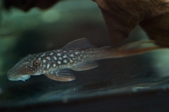 Lasiancistrus heteracanthus, NZ