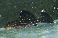 Leporacanthicus sp. "L 473"