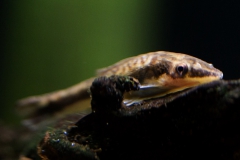 Otocinclus vestitus