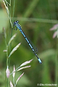 Coenagrion puella