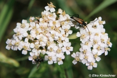 Aromia moschata / Moschuskäfer