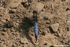 Libellula depressa / Plattbauch