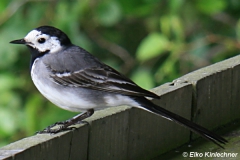 Motacilla alba (Bachstelze)