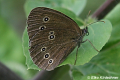 Coenonympha oedippus (Moor-Wiesenvögelchen)