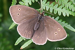 Coenonympha oedippus (Moor-Wiesenvögelchen)