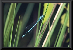 Coenagrion puella (Hufeisen-Azurjungfer)