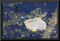 Coenagrion puella (Hufeisen-Azurjungfer)
