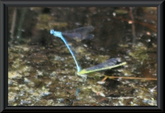 Coenagrion puella (Hufeisen-Azurjungfer)