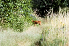 steinhude_20160712_20