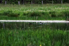 wunstorfer-moor-20170516_06