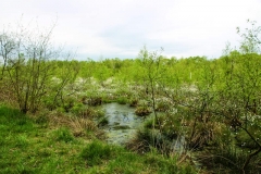 wunstorfer-moor-20170516_09