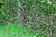 wunstorfer-moor-20170516_11