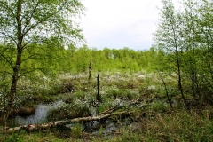 wunstorfer-moor-20170516_12