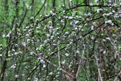 wunstorfer-moor-20170516_14