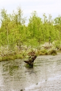 wunstorfer-moor-20170516_19