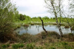 wunstorfer-moor-20170516_20