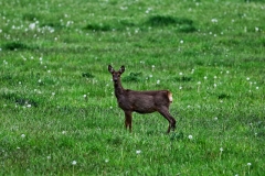 wunstorfer-moor-20170516_30