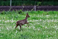 wunstorfer-moor-20170516_31