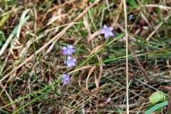 wunstorfer-moor-20180821_07