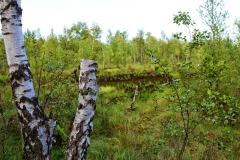 wunstorfer-moor-20180821_10