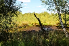 wunstorfer-moor-20180821_13
