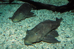 Wabenschilderwelse